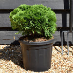 Thuja occidentalis Danica | White Cedar 'Danica' - Height 20cm - Width 30cm - 7.5lt