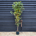 Acer Rubrum Redpointe Maple | Acer rubrum Redpointe - Height 210-230cm - 12lt