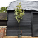 Acer Platanoides 'Drummondii' | Norway Maple 1/2 std Clear Stem - 150-180cm, 10lt