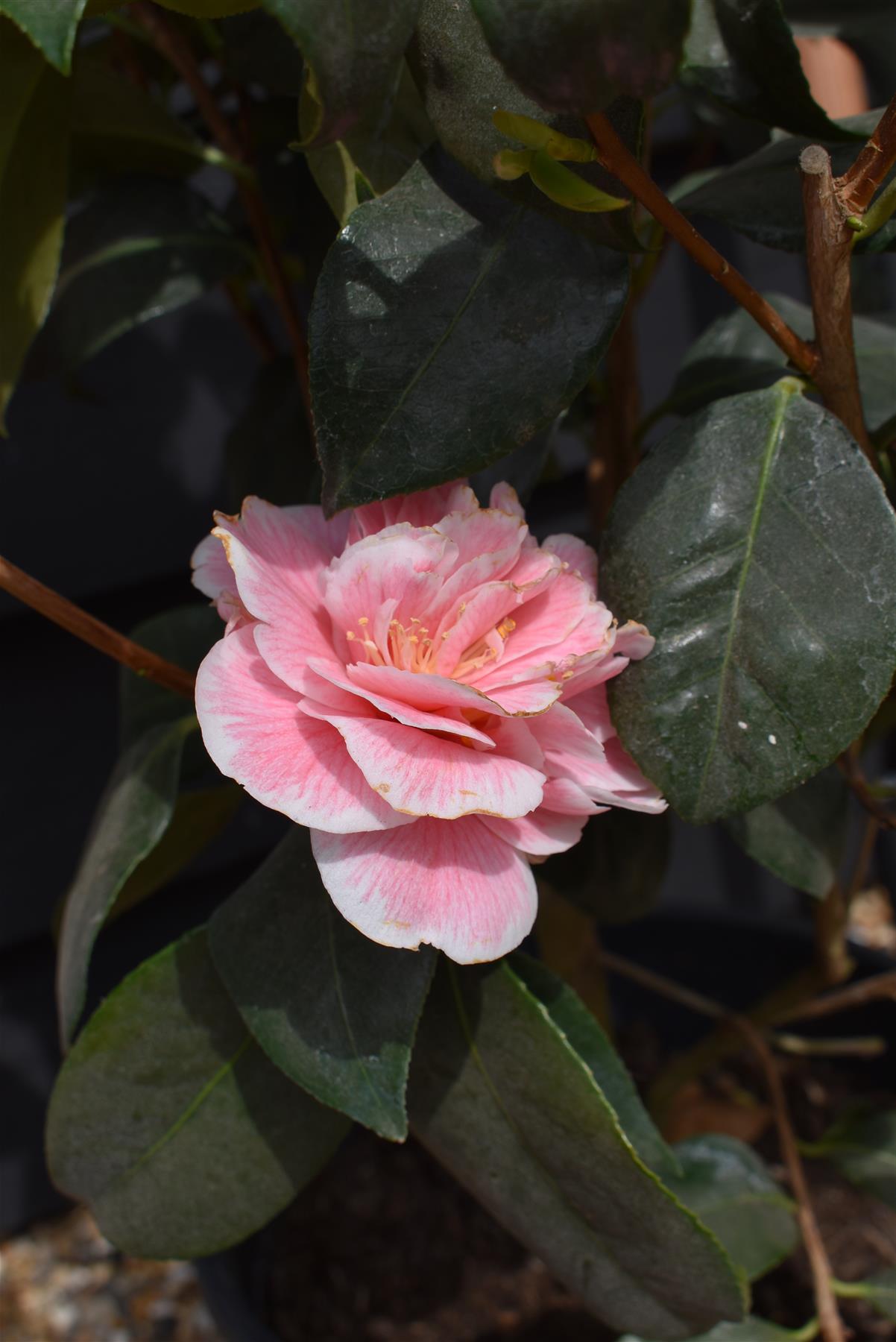 Camellia William Bartlett - 60-70cm - 12lt