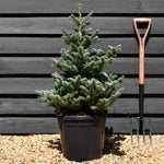 Abies koreana 'Tordis' | Korean fir 'Tordis' - Height - 80-90cm - 20lt