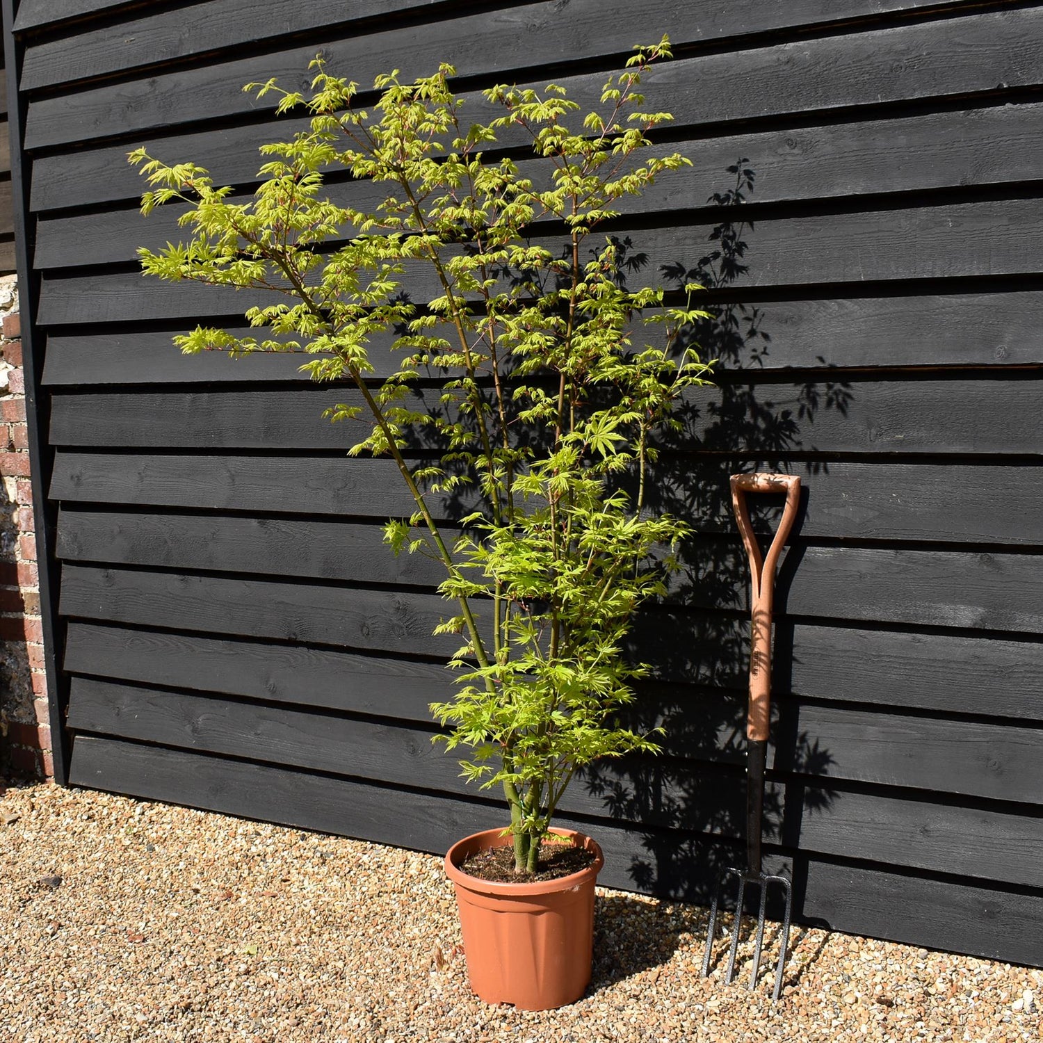 Acer palmatum 'Going Green' | Japanese maple 'Going Green' - 110-140cm - 15lt