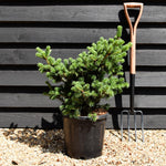 Picea pungens 'Lucky Strike' - Height 50-60cm - Width 50-60cm - 15lt