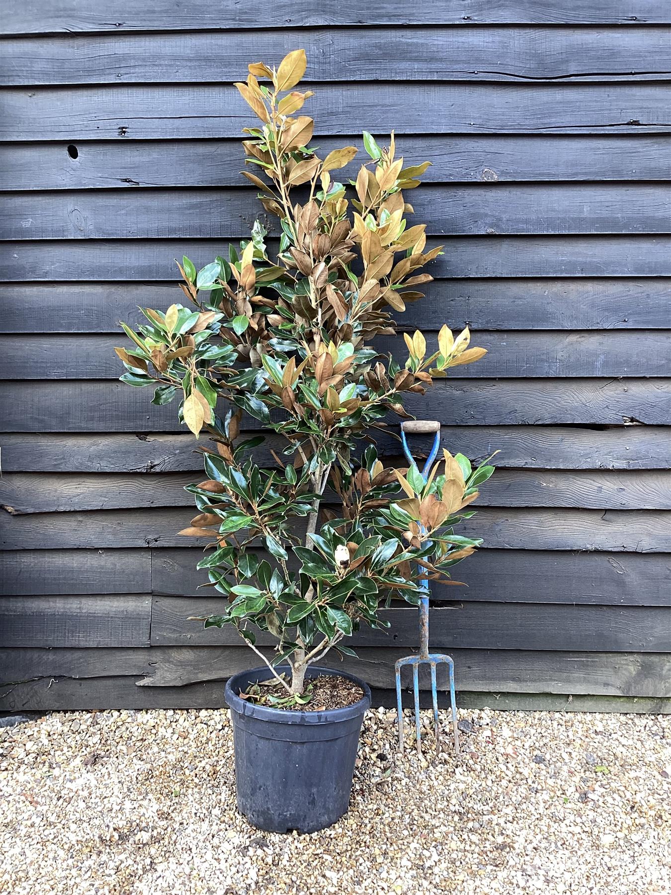 Magnolia grandiflora Little Gem | Southern Magnolia ‘Little Gem’ - Bushy - Tree - Height 180-200cm - 30-35lt