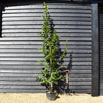 European Hornbeam | Carpinus Betulus - Feathered - Girth 8-10cm - Height 220-280cm - 30lt