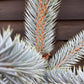 Picea pungens 'Super Blue' | Colorado spruce - 100-120cm, 25lt