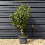 Osmanthus Aquifolium | Holly Olive - MultiStem - Height 180-200cm - 70lt