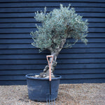 Olive Tree | Olea Europea - Specimen - Leaning double branch gnarly - Trunk height 60cm - Height 170cm - Girth 50cm - 160lt