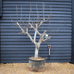 Fig - Ficus carica Specimen Tree 1A - Clear Stem 40cm - Girth 38-40cm - Height 220-230cm - 160lt