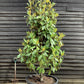 Magnolia grandiflora 'Galissonniere' | Southern magnolia 'Galissonniere' 200-250cm - 150lt