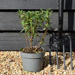 Daphne transatlantica Pink Fragrance - 15-25cm - 2lt