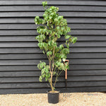 Cornus Florida Rubra | Dogwood - Height 150-170cm - 25lt