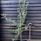 Apple tree 'Laxton's Superb' | Malus domestica - MM106 - Semi-Dwarfing - 150-160cm - 10lt