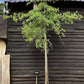 Nyssa sylvatica | Black Gum Tree - Height 400-470cm, 110lt