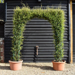 Star Jasmine | Trachelospermum jasminoides - Column Arch - Height 300cm - 130lt