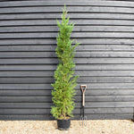 Cupressocyparis x leylandii | Leyland Cypress 2001 - 170-180cm - 30lt
