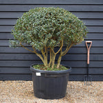 Osmanthus x burkwoodii | Burkwood Osmanthus - Parachute - Height 110 - 120cm - Width 130-140cm - 180lt