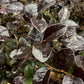 Loropetalum chinense Black Pearl | Chinese Fringe Flower - Parachute - Bowl - Shrub - Height 120cm - 40lt