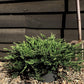 Juniperus horizontalis 'Prince of Wales' | Creeping Juniper - Ground covering - 8lt
