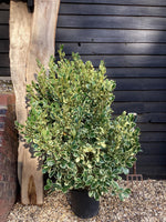 Griselinia littoralis Variegata | New Zealand Broadleaf - 80cm - 120cm - Busy - 25lt