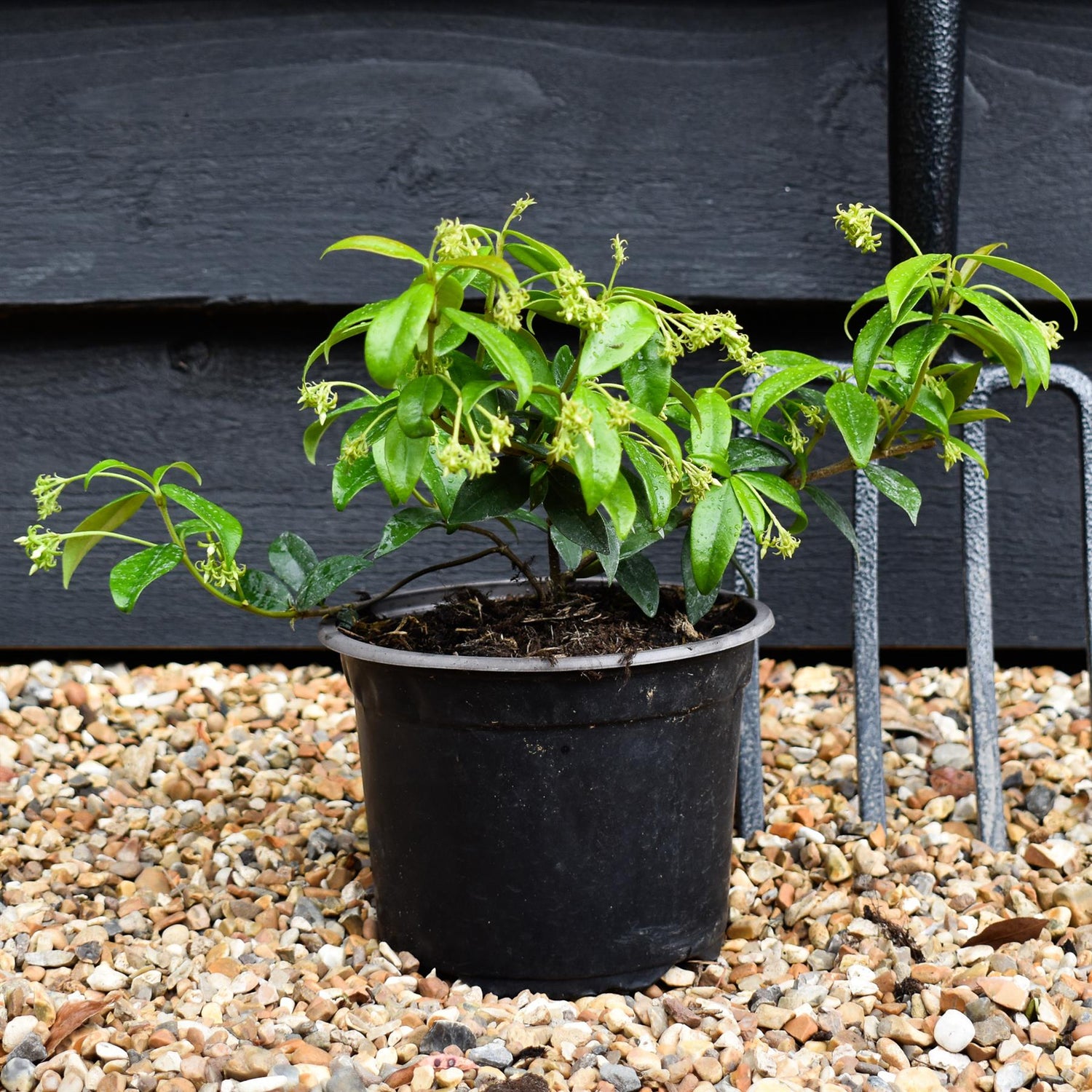 Trachelospermum jasminoides - Height 25-35cm- Climber - 2lt
