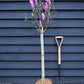 Magnolia Susan - Half Standard - 140cm - 15lt