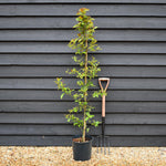 Nyssa sylvatica | Black Gum Tree - Height 150-180cm - 10lt