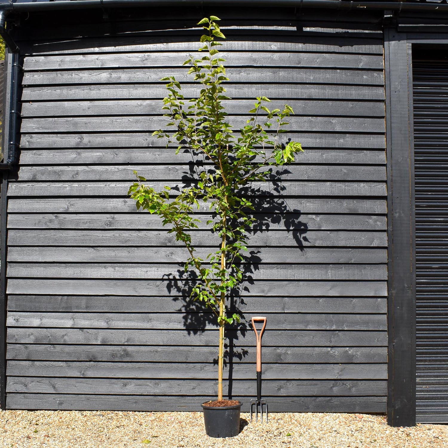 Morus alba | White Mulberry - Height 200-230cm - 20lt