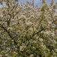 Malus 'Evereste' | Crab Apple Tree, Clear Stem - 200-250cm, 10lt