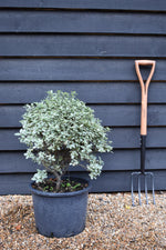 Pittosporum tenuifolium 'Silver Ball' - Height 50-60cm - 20lt