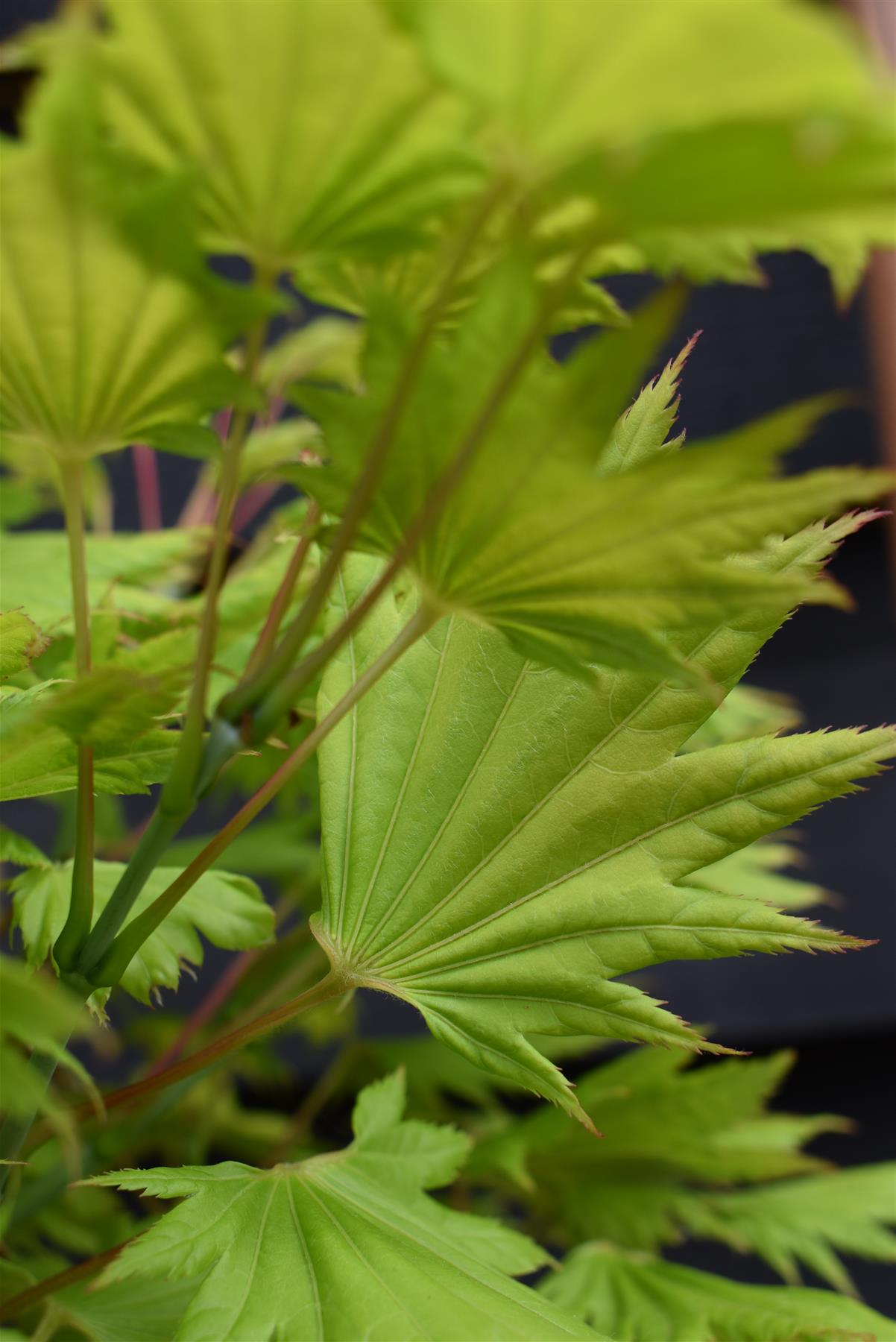 Acer shirasawanum 'Aureum' | Golden Full Moon maple - Narrow Upright - 40-50cm - 4lt