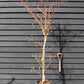 Cornus controversa | Giant Dogwood - Height 200-220cm, 35lt