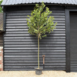 Red Maple | Acer rubrum 'Autumn Flame' - Clear Stem - Height 320-350cm - Girth 8-10cm - 40lt