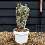 Euonymus japonicus 'White Spire' - Shrub - Height 40-50cm - 7lt