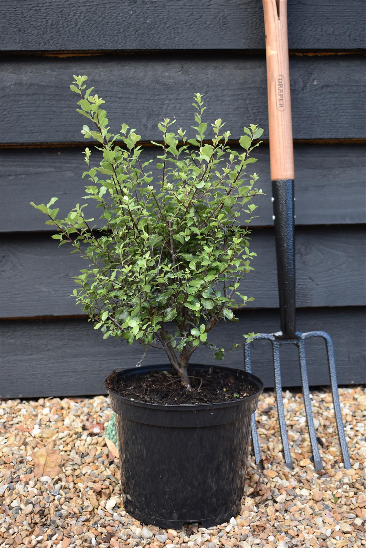 Pittosporum tenuifolium 'Wrinkled Blue' - 40-60cm - 5lt