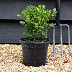 Jacobinia pauciflora - Height 15-25cm - Shrub - 2lt
