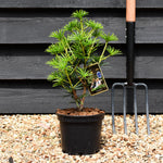Sciadopitys Verticillata 'Green Diamond' | Japanese umbrella tree - Height 30-40cm - Width 20-30cm - 3lt