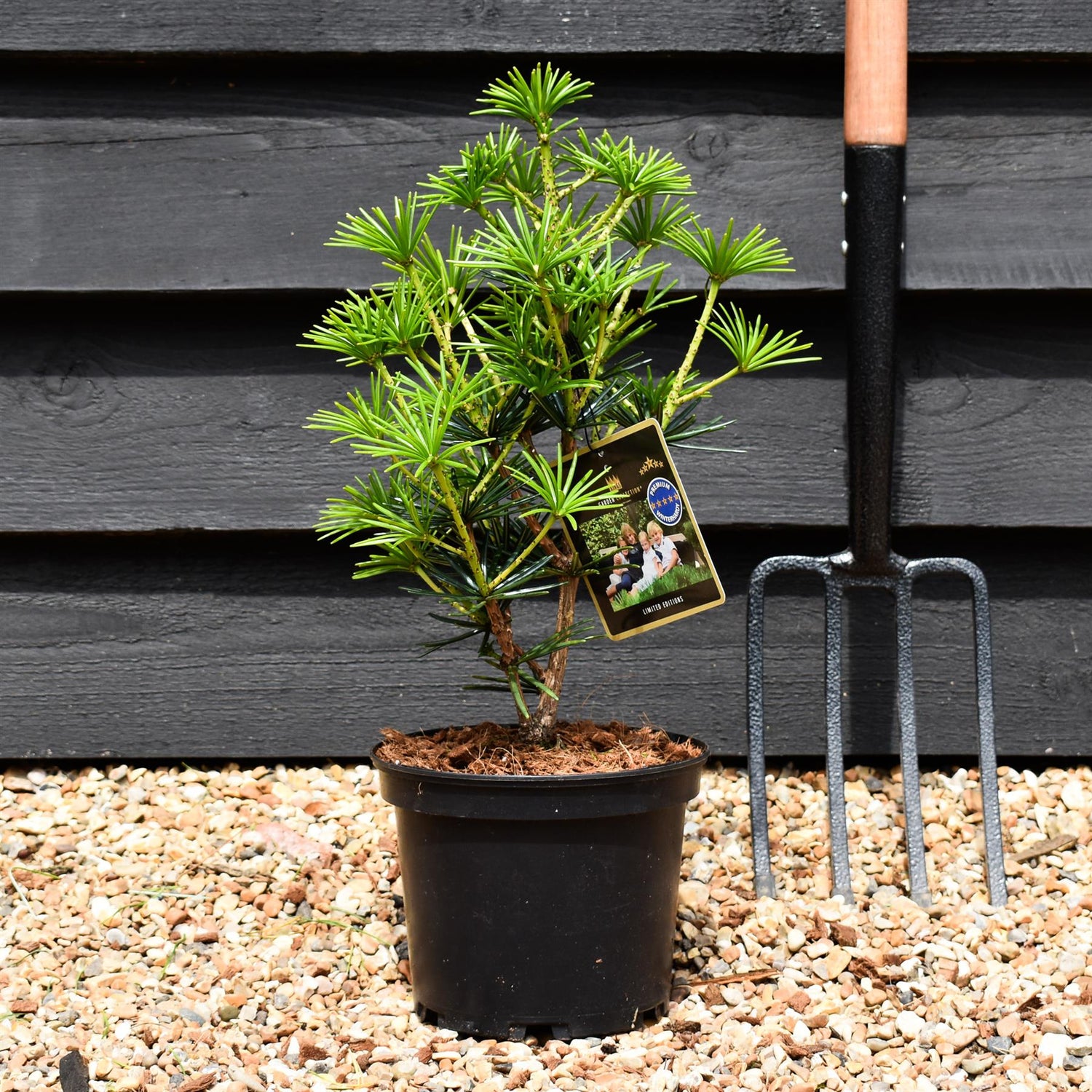 Sciadopitys Verticillata 'Green Diamond' | Japanese umbrella tree - Height 30-40cm - Width 20-30cm - 3lt