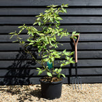 Cornus alba 'Gouchaultii' | Dogwood - Shrub - Height 90-120cm - 20lt