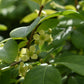 Euonymus alatus Compactus | Winged Spindle Tree - Compact - 120-140cm - 70lt