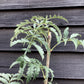 Sorbus aucuparia Asplenifolia | Rowan | Mountain Ash - 160-180cm - 12lt