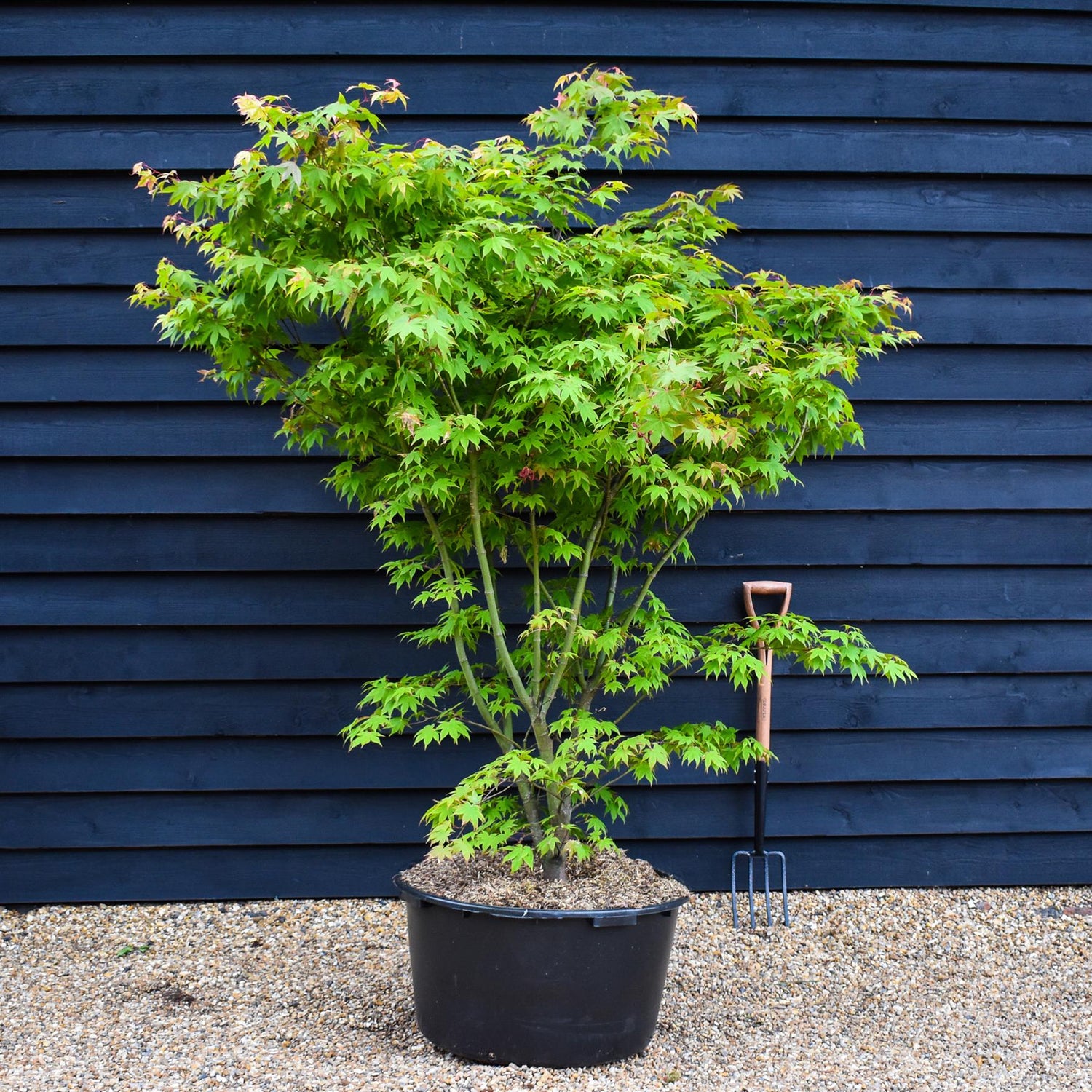 Japanese maple 'Osakazuki' | Acer palmatum 'Osakazuki' - Bushy - Height 180-200cm - 90lt