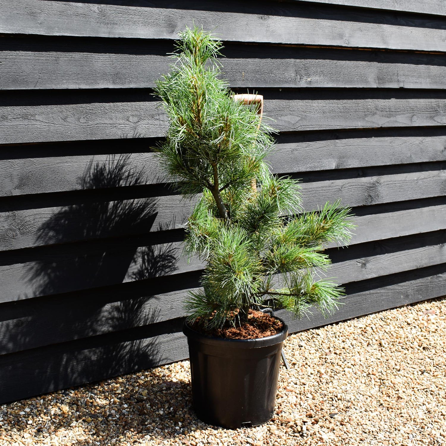 Pinus koraiensis 'Silveray' | Korean pine - Height 90-100cm - Width 70-80cm - 18lt