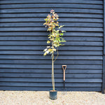 Acer Pseudoplatanus Simon Louie Frerers | Variegated sycamore 'Simon-Louis Frerers' - 200-220cm - 12lt