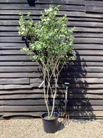 Philadelphus Virginal