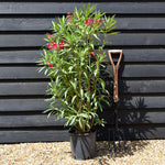 Nerium oleander 'Rosso Semplice' - Red - Shrub - Height 100-120cm - 7lt