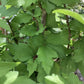 Hibiscus Syriacus | Rose of Sharon - Girth 23cm - 500cm - 180lt