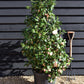 Camellia japonica - Nuccio's Pearl - Bush - Shrub - White-Pink - Bush - Heigh 125-140cm Width 60-80cm - 35lt