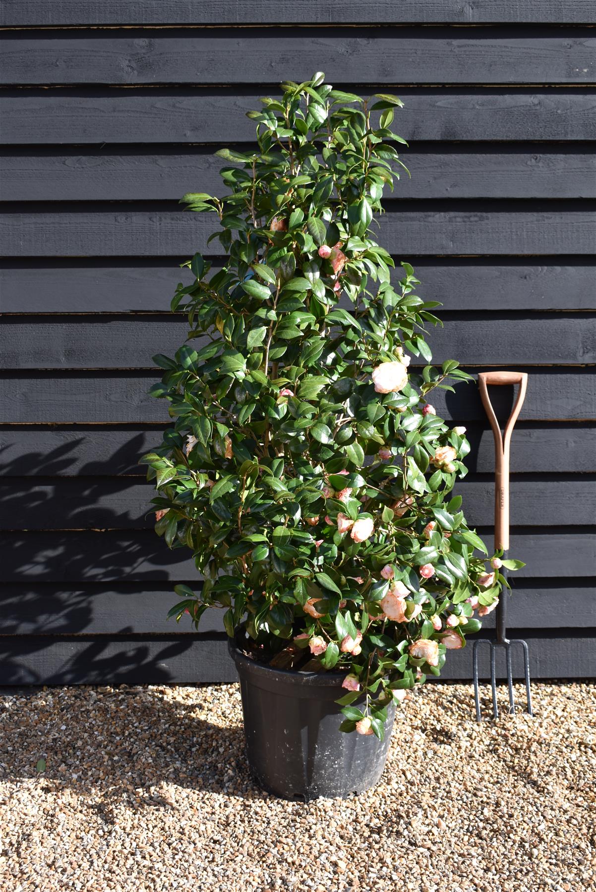 Camellia japonica - Nuccio's Pearl - Bush - Shrub - White-Pink - Bush - Heigh 125-140cm Width 60-80cm - 35lt