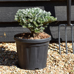 Abies koreana 'Ice Breaker' - Height 15cm - Width 20-25cm - 8lt